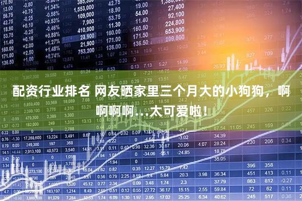 配资行业排名 网友晒家里三个月大的小狗狗，啊啊啊啊…太可爱啦！